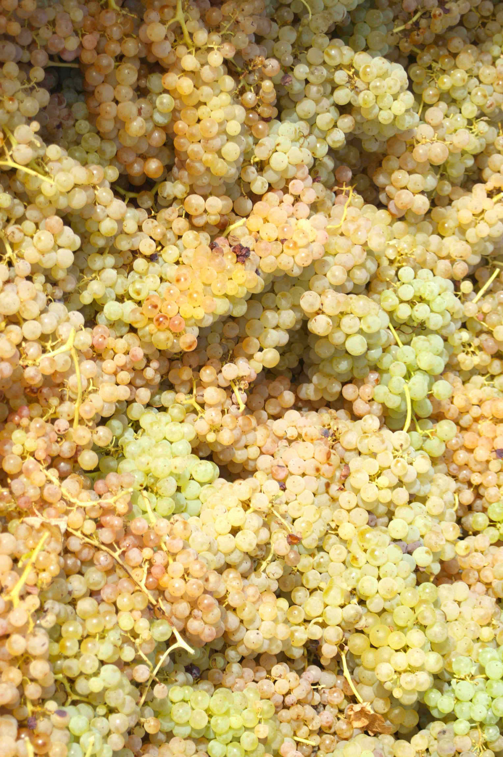 Domaine d'Aurensan 1990