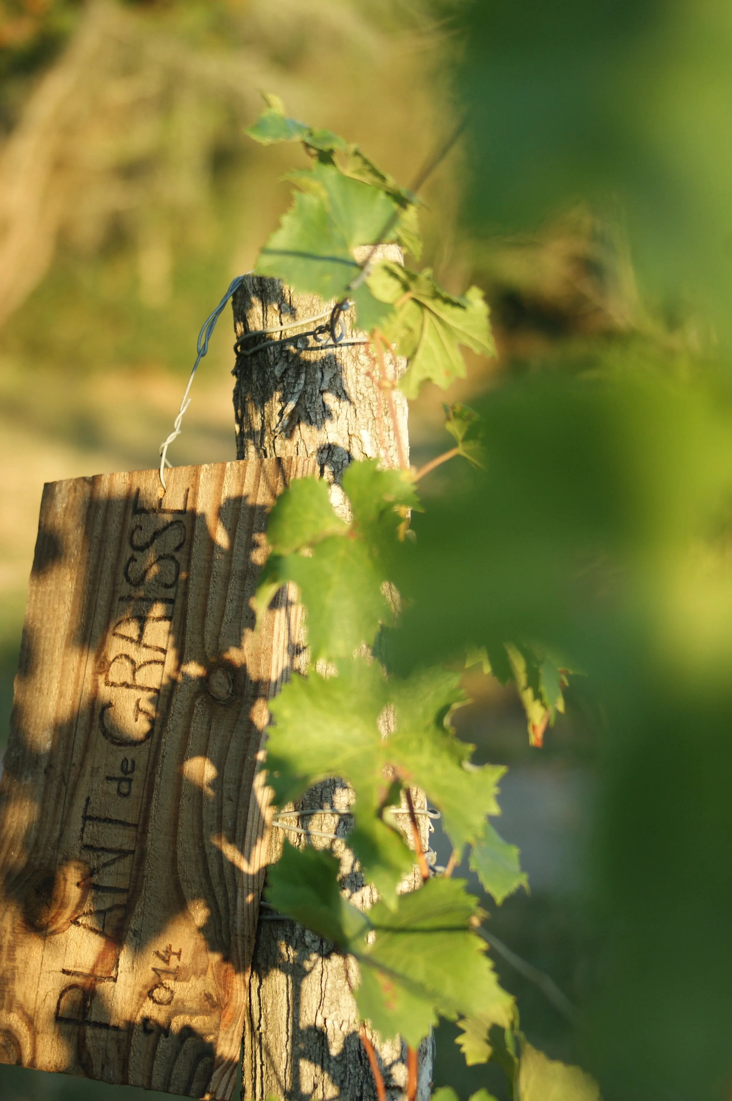 Domaine d'Aurensan Fantomes