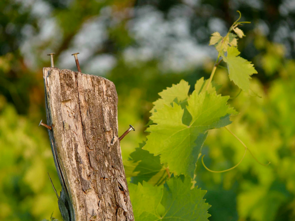 Château de Léberon Vin Muté de Gascogne Rouge