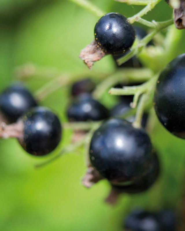 Vedrenne Supercassis