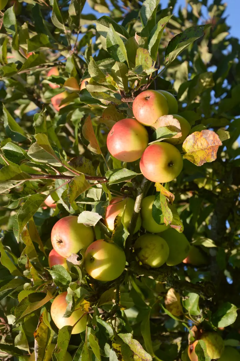 Domaine Du Tertre 2008 Calvados