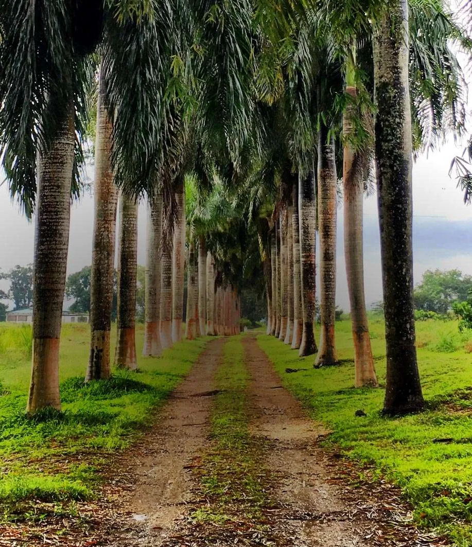 Hampden Estate Great House 2025 Rum