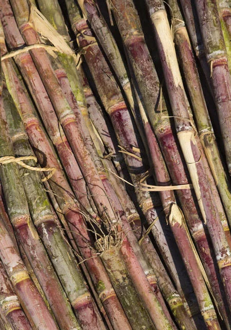 Père Labat Rhum Single Plot Blanc